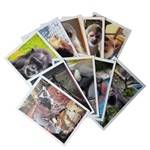PRIMATE PHOTO 10 PACK